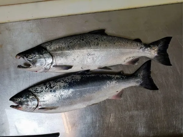 two wild caught salmon on a cutting table 